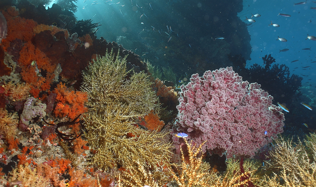 Raja Ampat 2016 - Corail - IMG_4684_rc.jpg